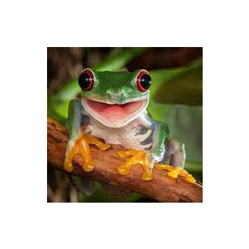 webtest3.4.24.24